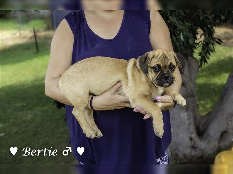 Bertie und Barbie   suchen ein Zuhause