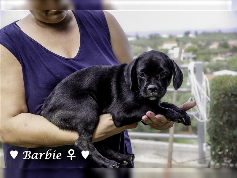 Bertie und Barbie   suchen ein Zuhause