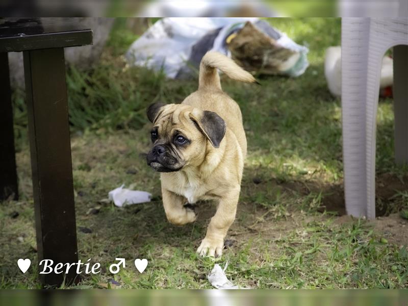 Bertie und Barbie   suchen ein Zuhause