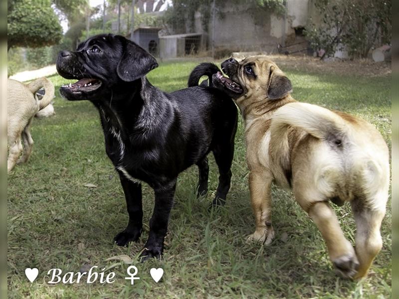 Bertie und Barbie   suchen ein Zuhause