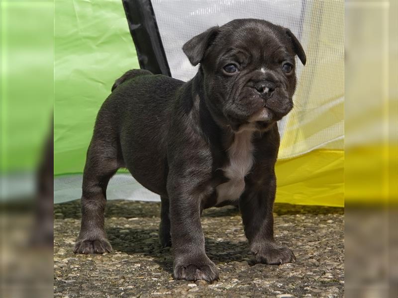 Französische Bulldoggen  mit Ahnentafel