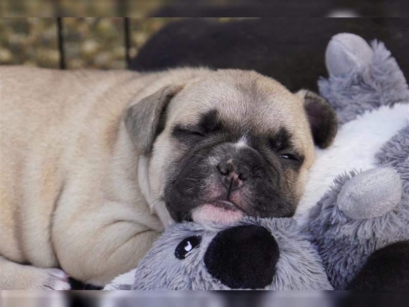 Französische Bulldoggen  mit Ahnentafel