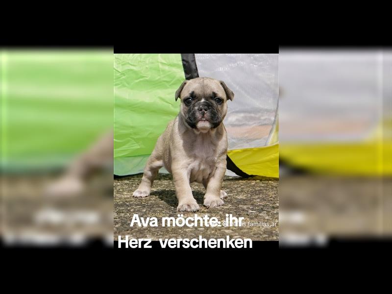 Französische Bulldoggen  mit Ahnentafel