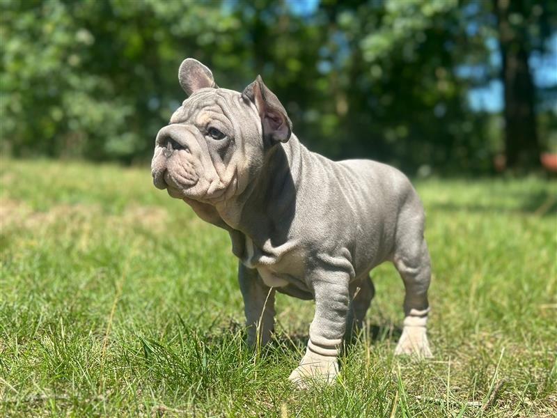 Typvolle gesunde freiatmende französische bulldoggen