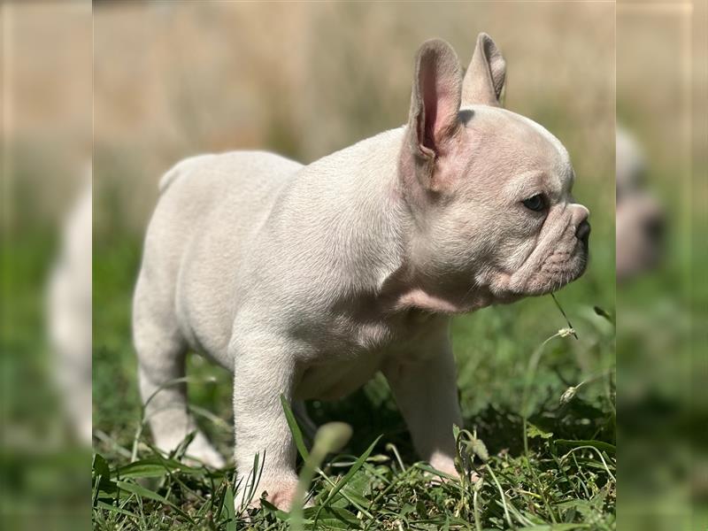 Typvolle gesunde freiatmende französische bulldoggen