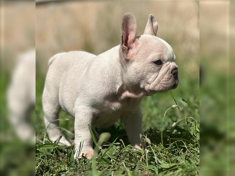 Typvolle gesunde freiatmende französische bulldoggen