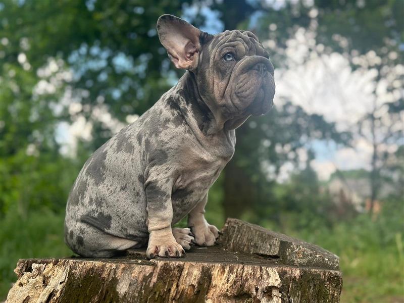 Typvolle gesunde freiatmende französische bulldoggen