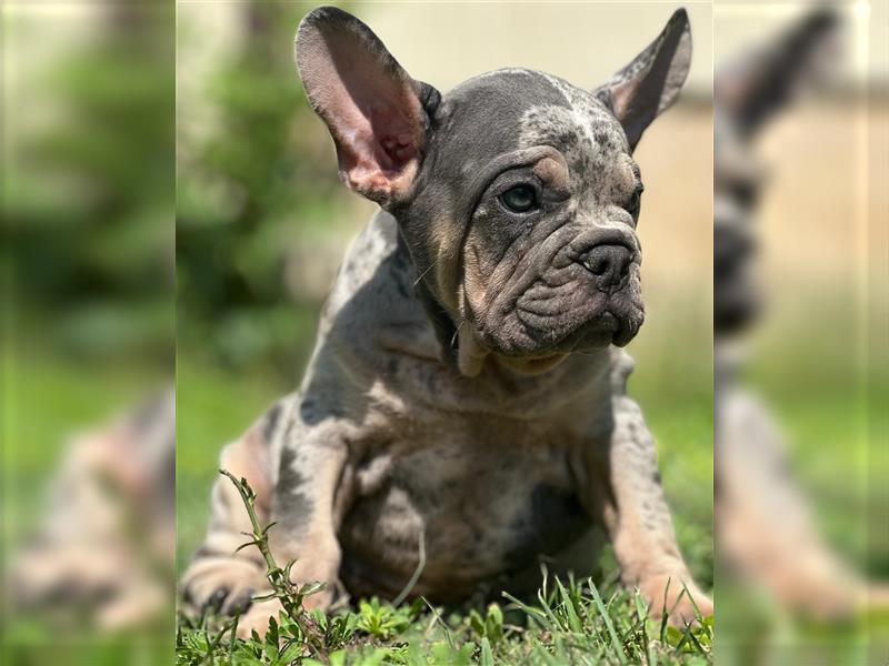 Typvolle gesunde freiatmende französische bulldoggen