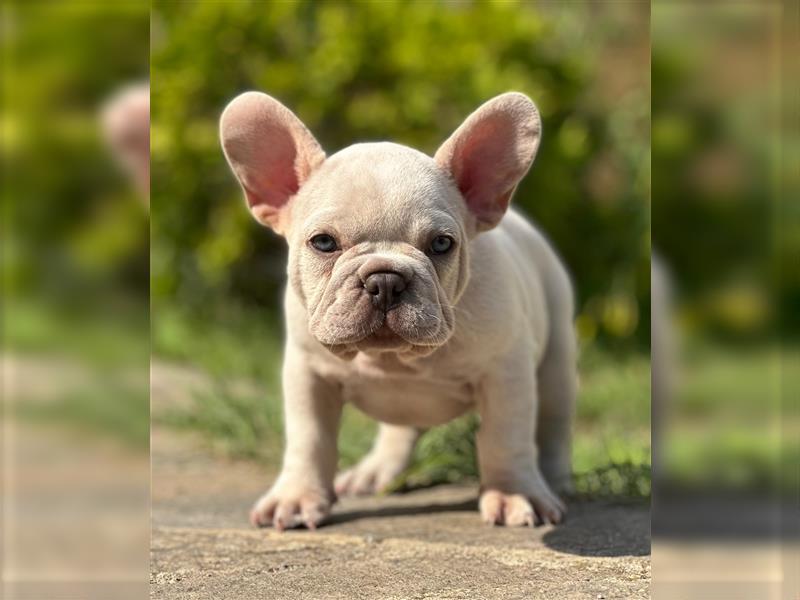 Typvolle gesunde freiatmende französische bulldoggen