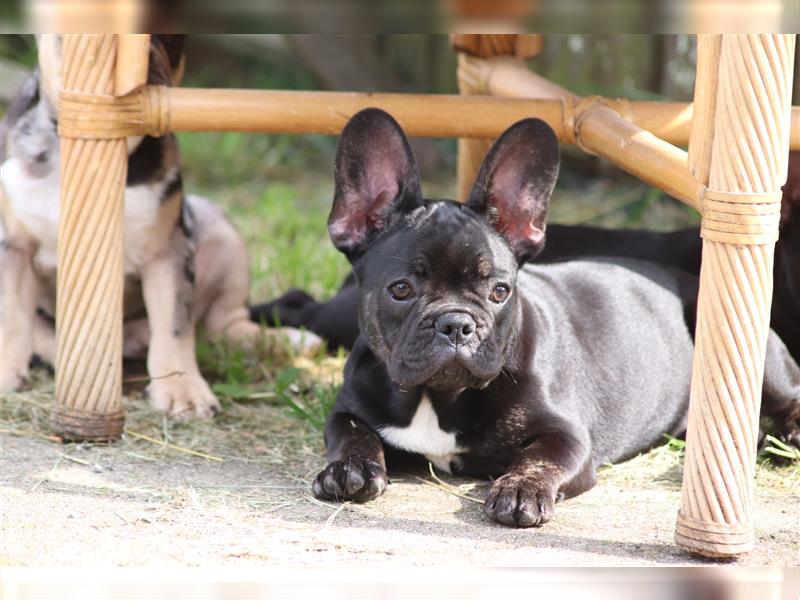 2 süße Französische Bulldoggen Mädchen abzugeben