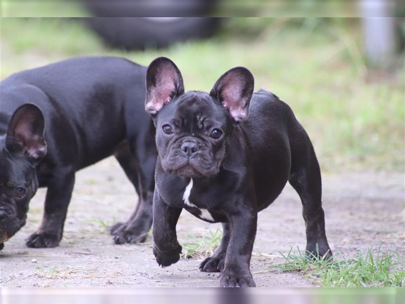 2 süße Französische Bulldoggen Mädchen abzugeben