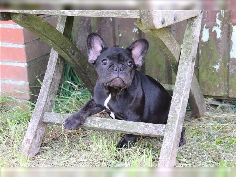 2 süße Französische Bulldoggen Mädchen abzugeben