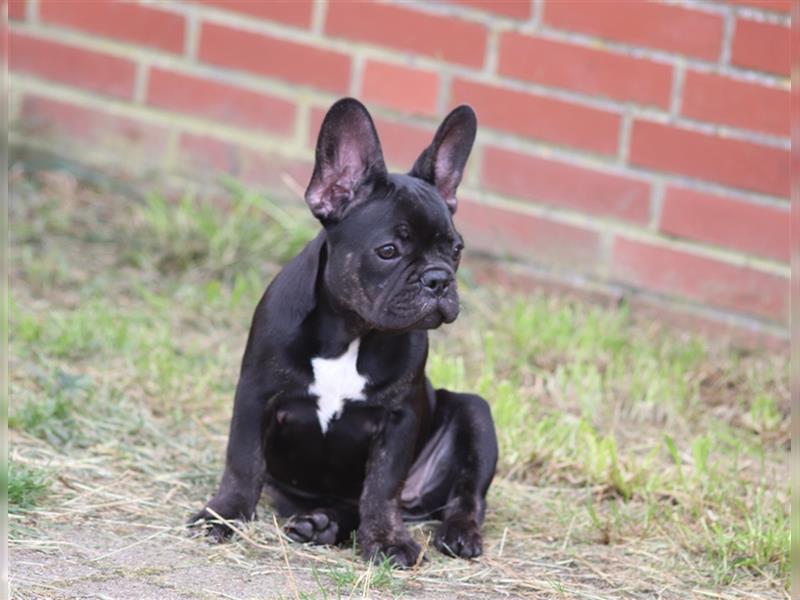 2 süße Französische Bulldoggen Mädchen abzugeben