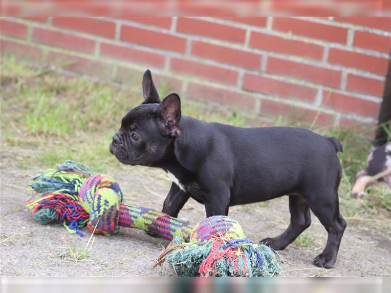 2 süße Französische Bulldoggen Mädchen abzugeben