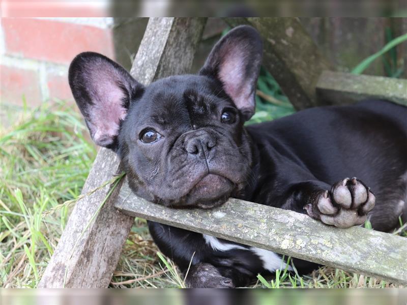 2 süße Französische Bulldoggen Mädchen abzugeben