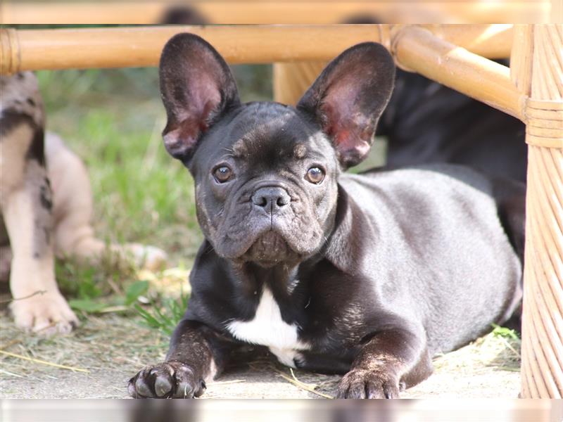 2 süße Französische Bulldoggen Mädchen abzugeben