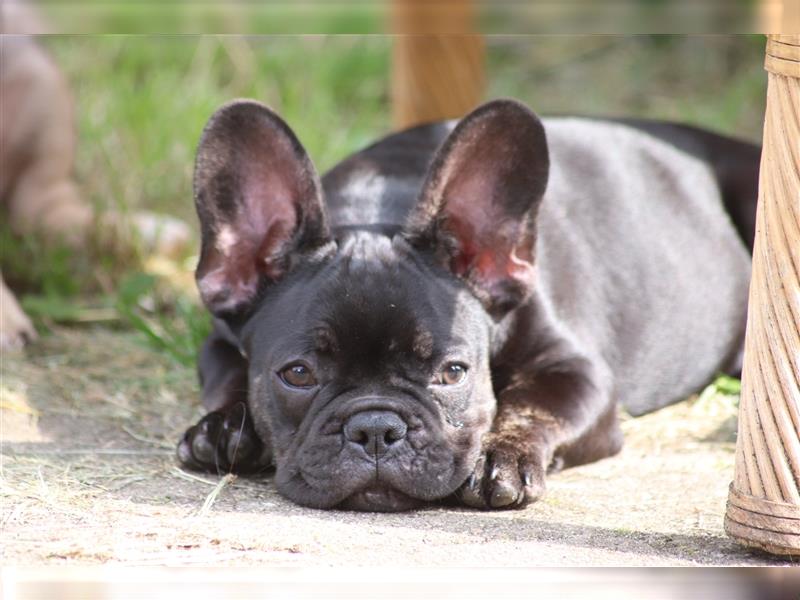 2 süße Französische Bulldoggen Mädchen abzugeben