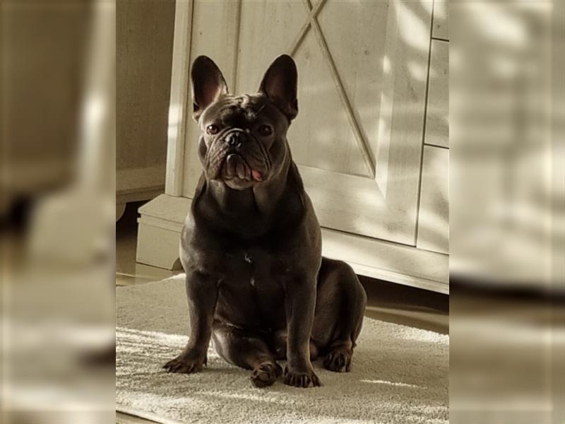 Französische Bulldogge,  3 Jahre, Rüde, sucht liebevolles neues Zuhause