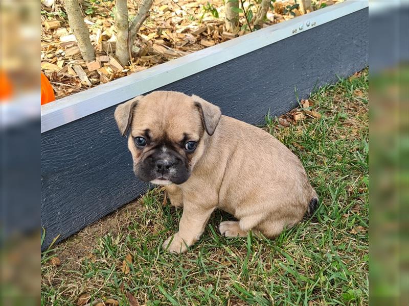 zuckersüße Französische Bulldoggen Welpen mit Ahnentafel