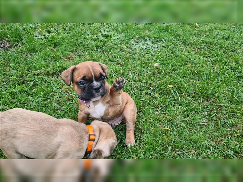 zuckersüße Französische Bulldoggen Welpen mit Ahnentafel