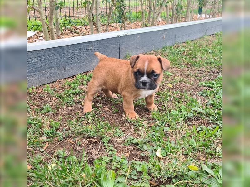 zuckersüße Französische Bulldoggen Welpen mit Ahnentafel