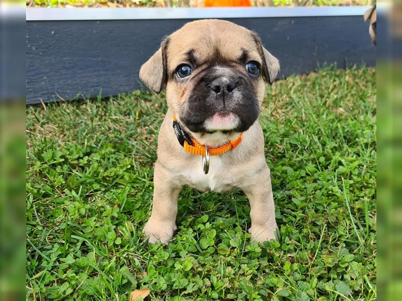 zuckersüße Französische Bulldoggen Welpen mit Ahnentafel