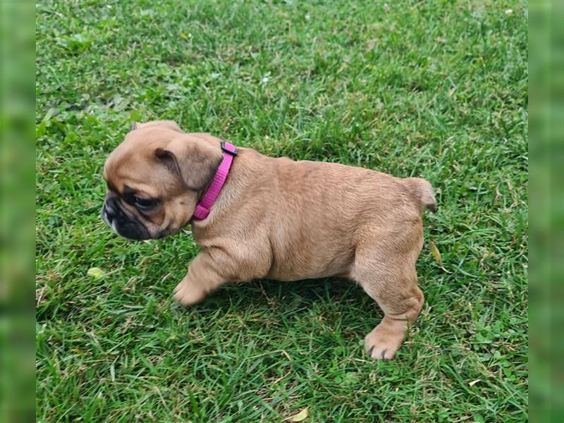 zuckersüße Französische Bulldoggen Welpen mit Ahnentafel