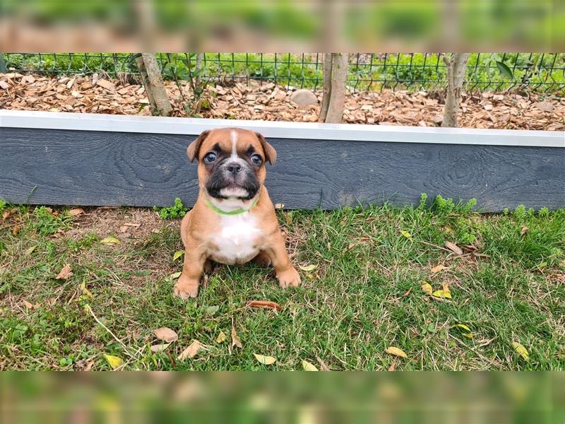 zuckersüße Französische Bulldoggen Welpen mit Ahnentafel