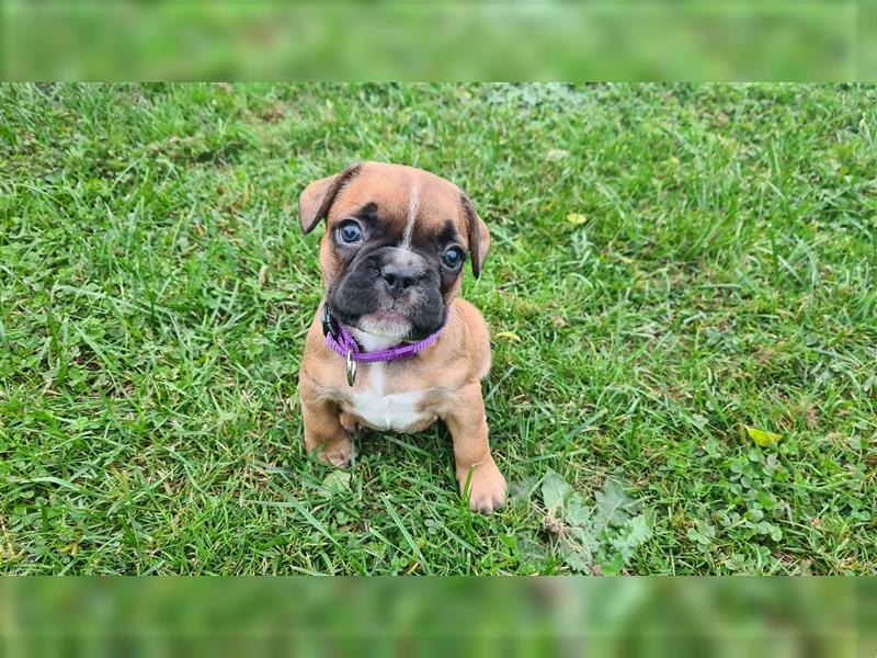 zuckersüße Französische Bulldoggen Welpen mit Ahnentafel