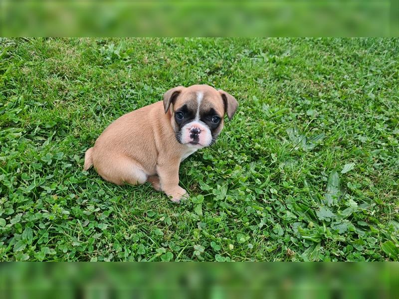 zuckersüße Französische Bulldoggen Welpen mit Ahnentafel