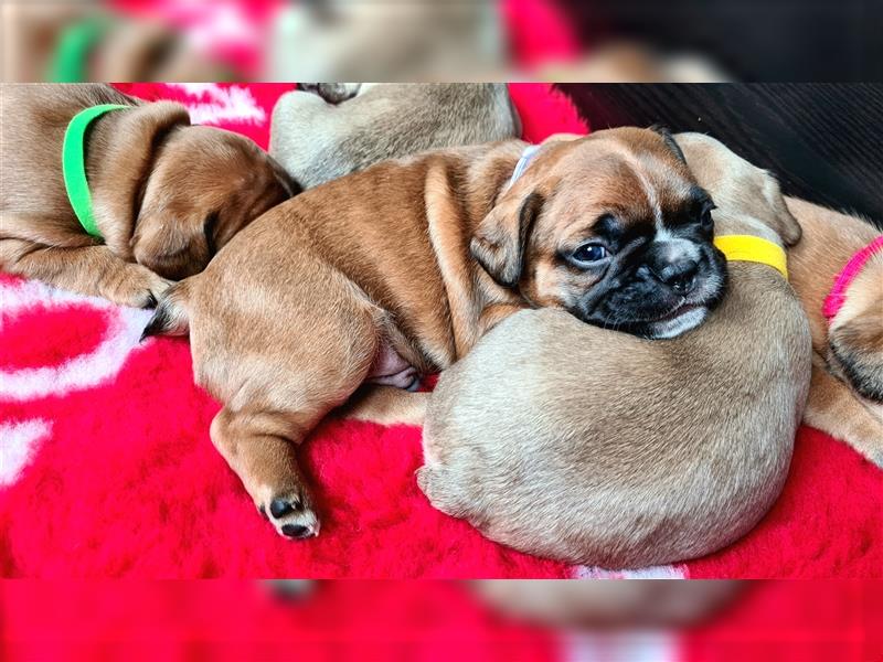 zuckersüße Französische Bulldoggen Welpen mit Ahnentafel