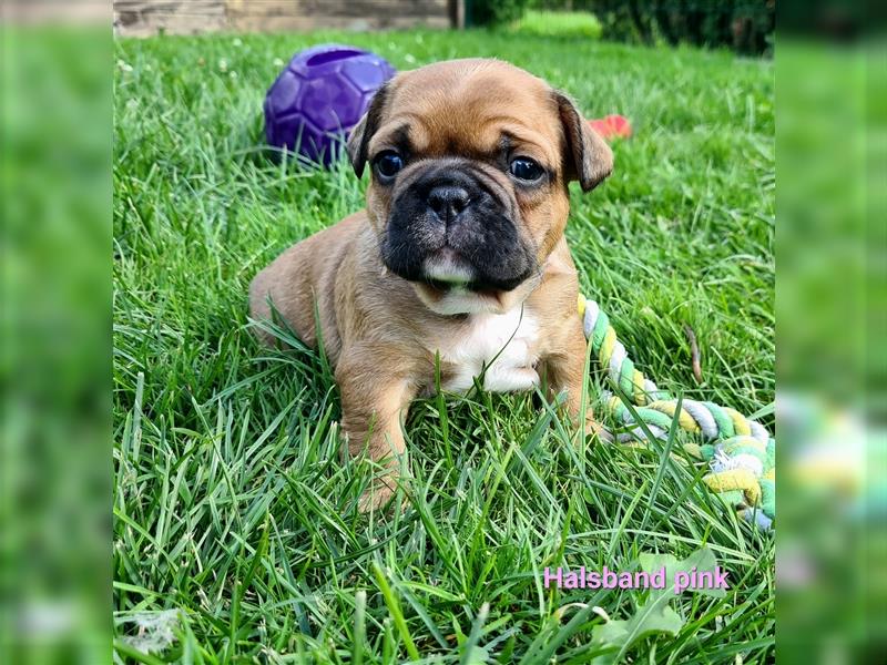 zuckersüße Französische Bulldoggen Welpen mit Ahnentafel