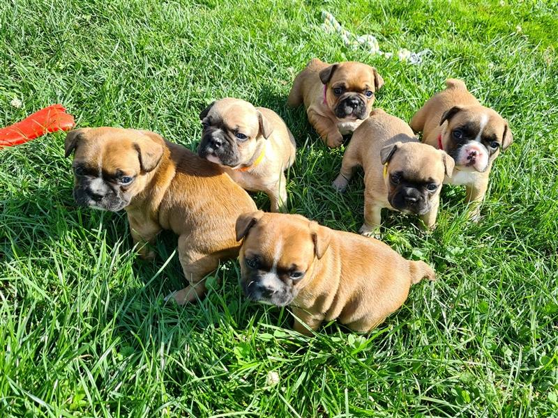 zuckersüße Französische Bulldoggen Welpen mit Ahnentafel