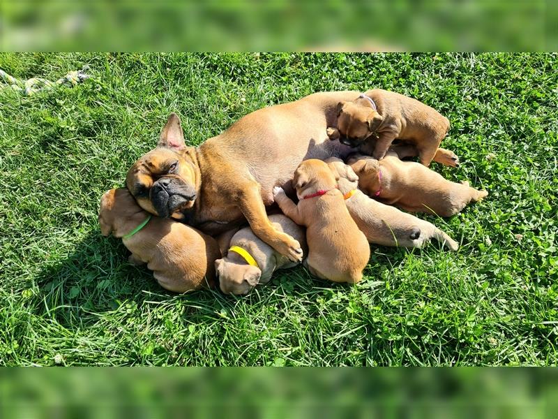 zuckersüße Französische Bulldoggen Welpen mit Ahnentafel