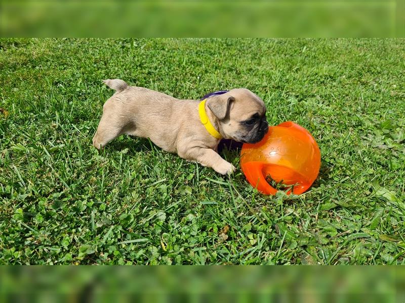 zuckersüße Französische Bulldoggen Welpen mit Ahnentafel