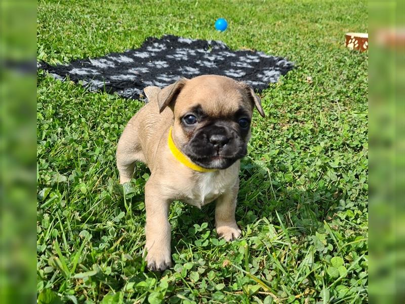 zuckersüße Französische Bulldoggen Welpen mit Ahnentafel