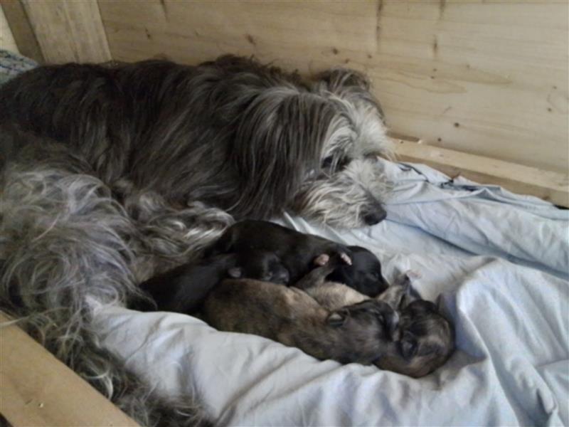 Welpen Hütehund Schäferhund Berger des Pyrenees