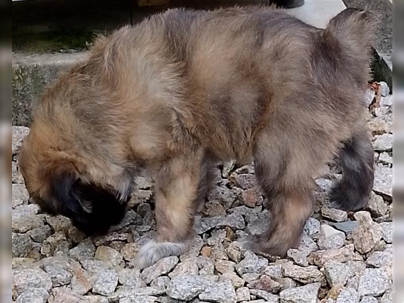 Welpen Hütehund Schäferhund Berger des Pyrenees