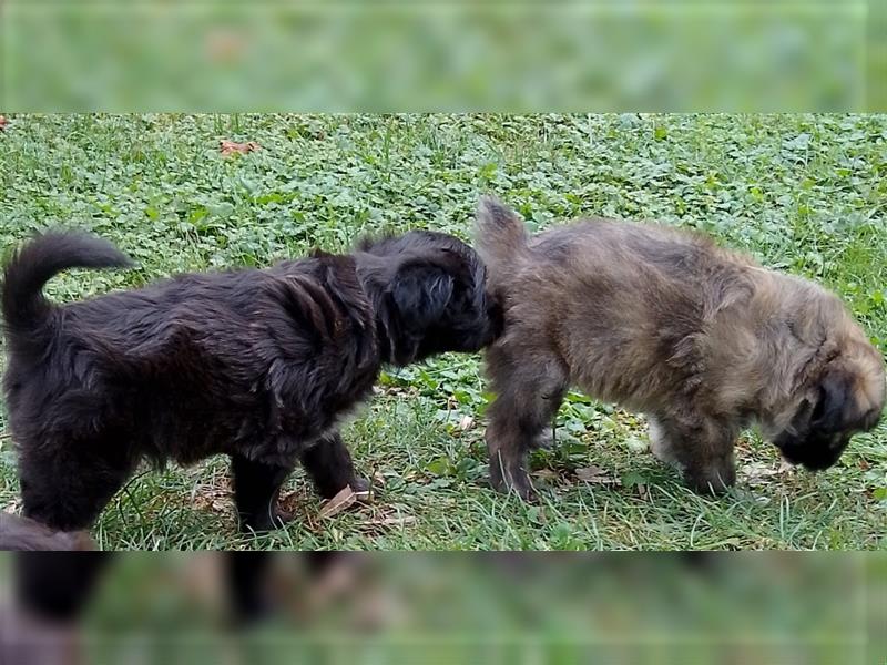 Welpen Hütehund Schäferhund Berger des Pyrenees