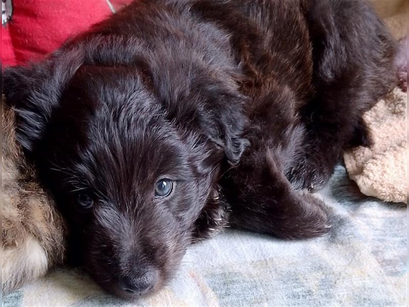 Welpen Hütehund Schäferhund Berger des Pyrenees