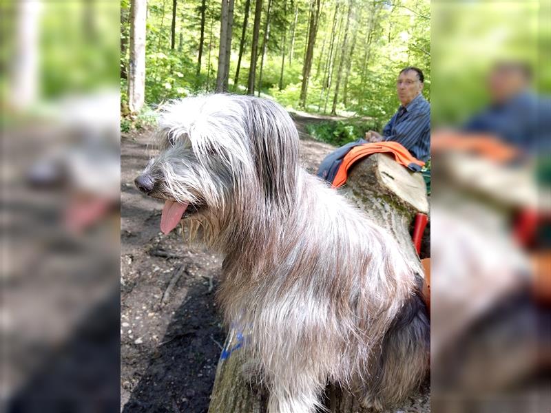 Welpen Hütehund Schäferhund Berger des Pyrenees