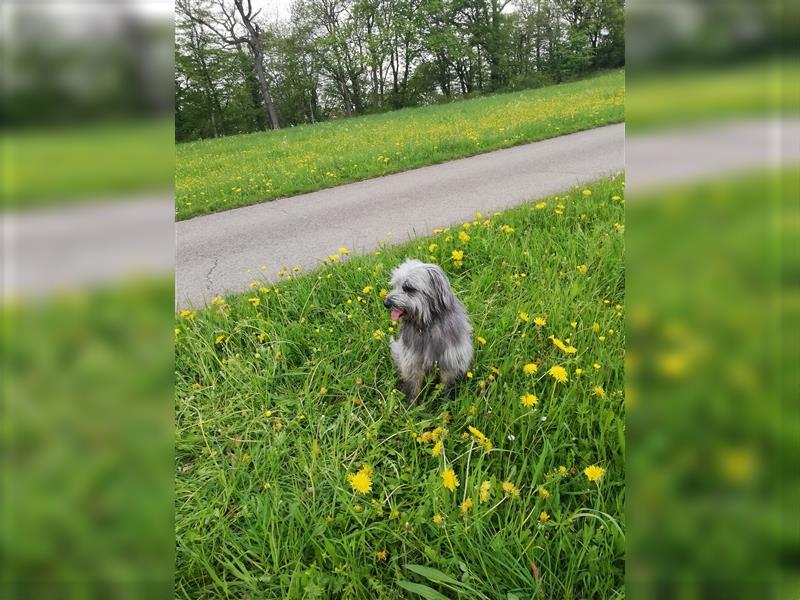 Welpen Hütehund Schäferhund Berger des Pyrenees