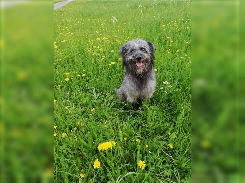 Welpen Hütehund Schäferhund Berger des Pyrenees