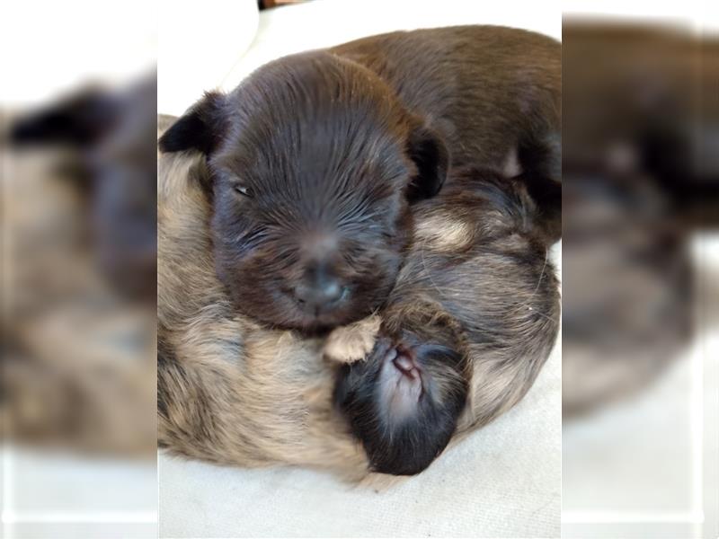 Welpen Hütehund Schäferhund Berger des Pyrenees