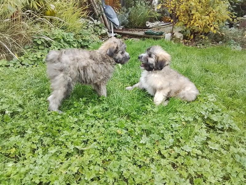 Welpen Hütehund Schäferhund Berger des Pyrenees