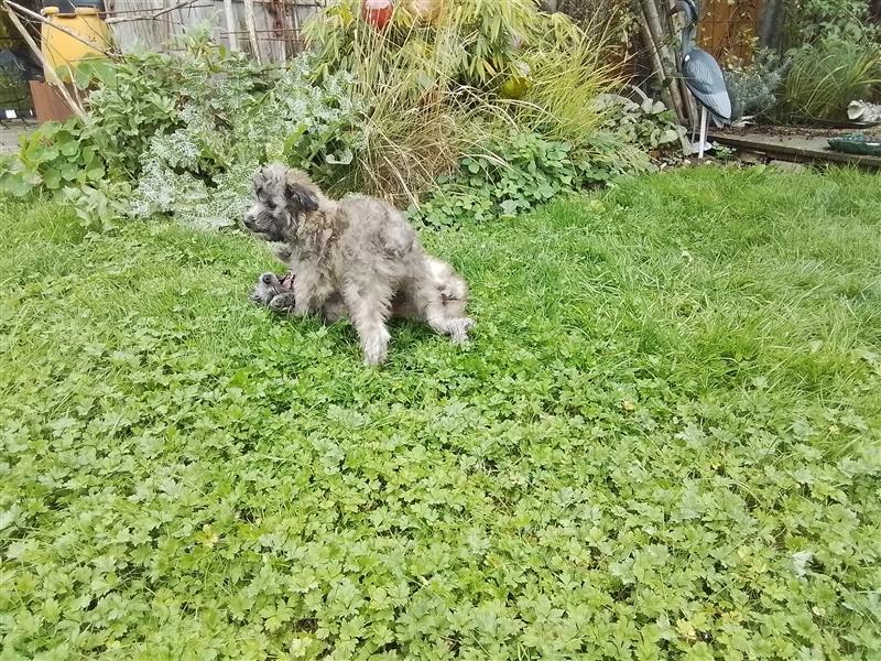 Welpen Hütehund Schäferhund Berger des Pyrenees