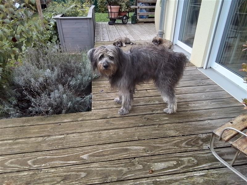 Welpen Hütehund Schäferhund Berger des Pyrenees