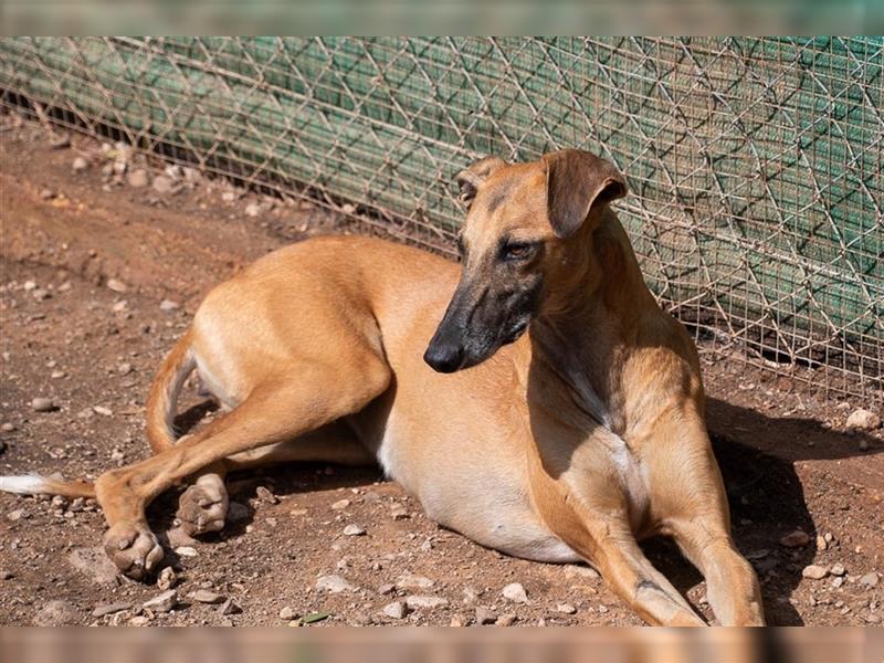 BEKA - sucht sehnlichst ein Zuhause