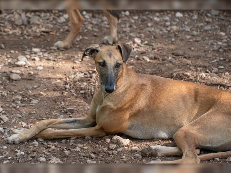 BEKA - sucht sehnlichst ein Zuhause