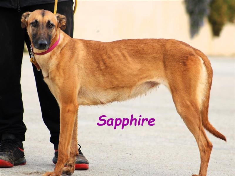 Sapphire 05/2022 (ESP) - kontaktfreudige, anpassungsfähige und liebevolle Galgo-Mix-Hündin!